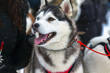 Portrait of a running dog with blue eyes and brown, the Husky breed.