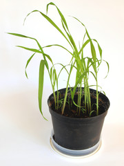 Giant moso bamboo seedlings are growing indoor in flower pot on white background close up