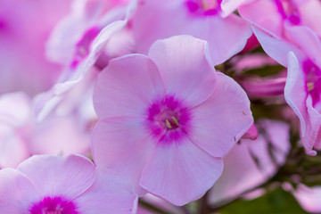 Fototapeta na wymiar Phlox flowers in the garden 