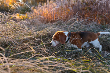  Beagle in the early morning in autumn forest