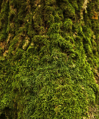  forest moss