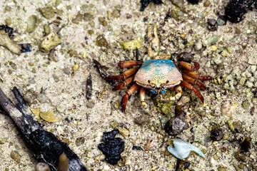 Seychellen - Krabbe auf Curieuse