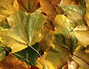  Different views of autumn scenery