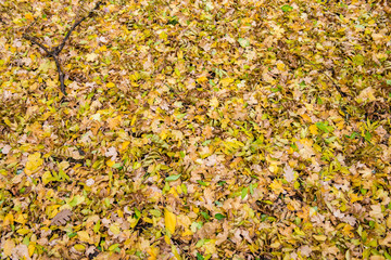 Fallen autumn leaves on the ground