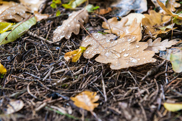 Fallen autumn leaves on the ground