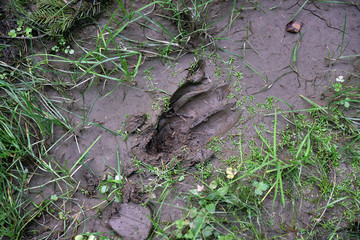 Naklejka na ściany i meble Deer footprint in the mud