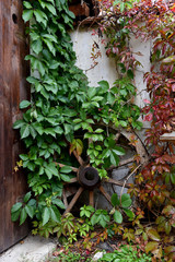 Naklejka na ściany i meble Antique wooden wheel covered with green ivy