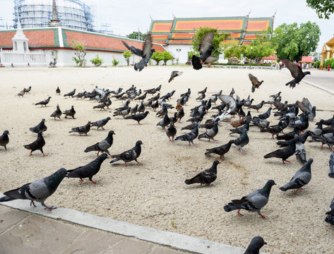 pigeons in temple
