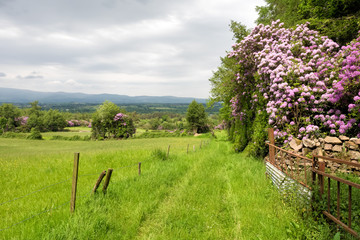 Irland - Rhododendron Blüte in The Vee