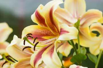 White lily flower in garden. Macro background.
