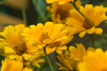 Yellow bright flower background

