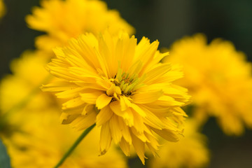Yellow bright flower background

