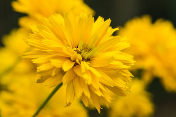 Yellow bright flower background

