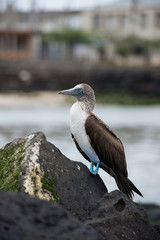 アオアシカツオドリ