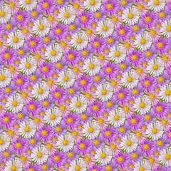 Obraz na płótnie Canvas Abstract background of pink, violet and white aster flowers on green. Studio photography.