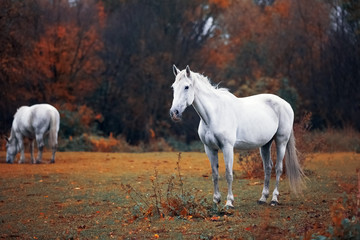 Autumn portrait of gray horse on meadow