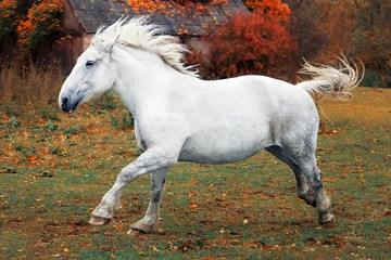 Autumn portrait of galloping big gray horse