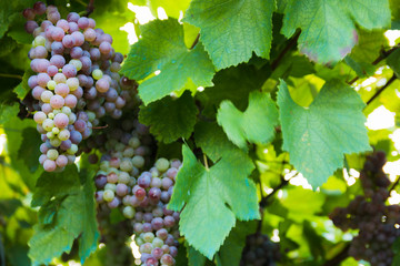 Red grapes in a Italian vineyard - Bardolino. Selective focus.
