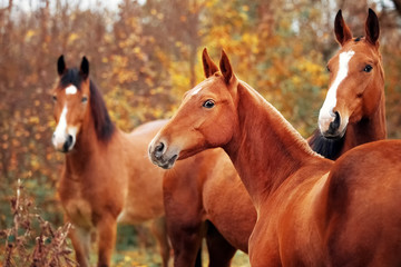 Trio of horses in the herd of horses