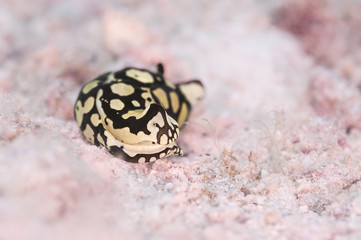 nudibranch