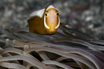 Saddleback Anemonefish
