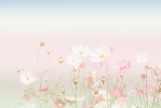 Fototapeta Soft focus and blurred cosmos flowers on pastel color style for