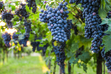 Red grapes in a Italian vineyard - Bardolino. Selective focus.

