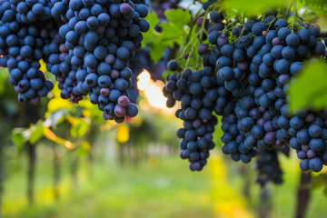 Red grapes in a Italian vineyard - Bardolino. Selective focus.

