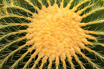 The Golden ball cactus, Echinocactus grusonii