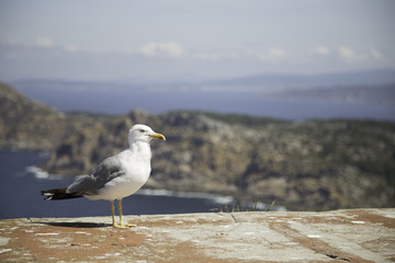 Seagull 3