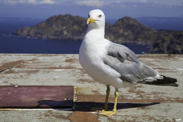seagull 2