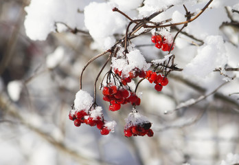 Viburnum plant outdoors at winter