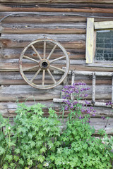 Thickets of a motherwort on a wooden wall background