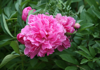 Peony flower 