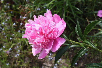Peony flower 