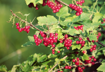 Red currants in the garden