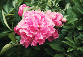 Peony flower background