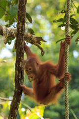 Baby Orangutan