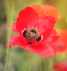 Bright poppy flower