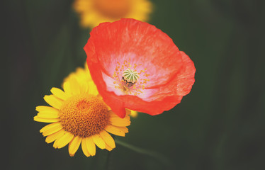 Sea water and sand surface in Jurmala, Latvia