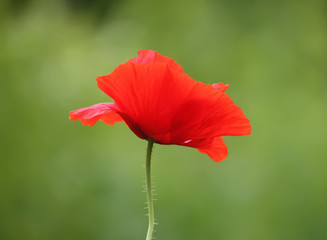 Bright poppy flower