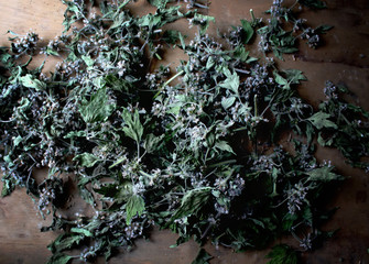 Dried flowers of a motherwort