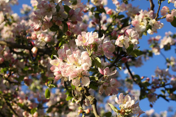 Blooming apple tree