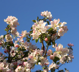 Blooming apple tree