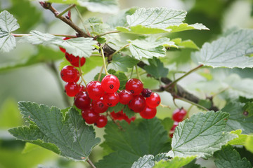 Red currants in the garden