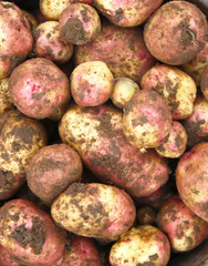 Fresh potato background