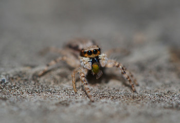 Small spider eating prey