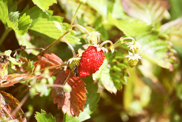 Forest ripe strawberry