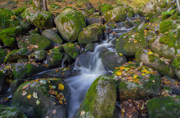 Fototapeta na wymiar Water stream with green stones and fall yellow leavs.