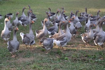 Farmed white goose standing on grass